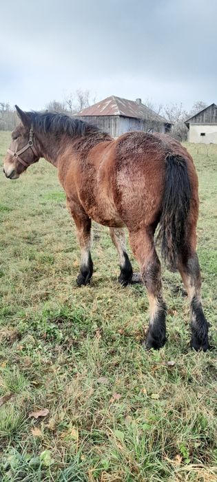 Vand două manze grele