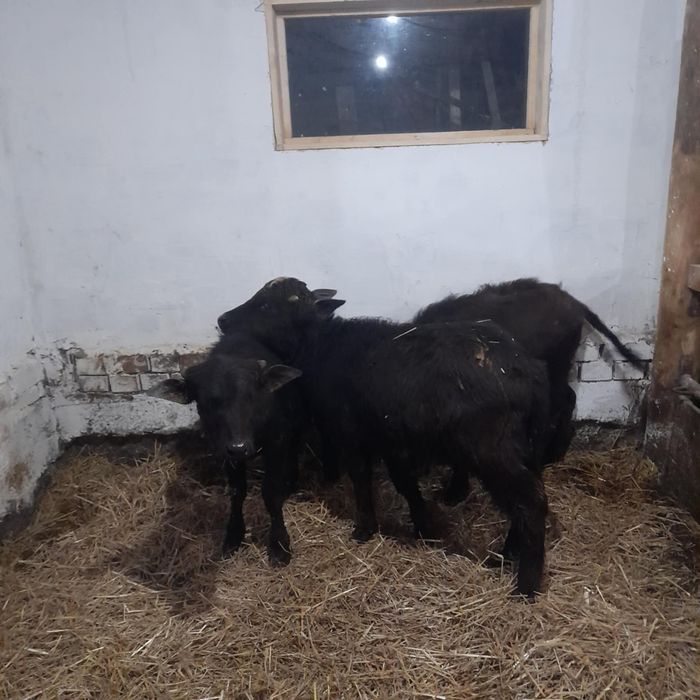 Vând 3 vitei de bivoli