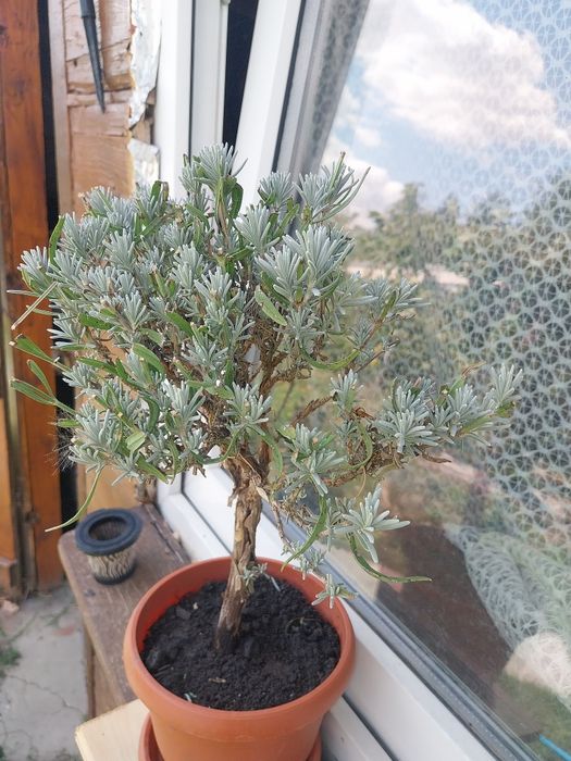 Lavanda la ghiveci înflorește primăvara și toamna