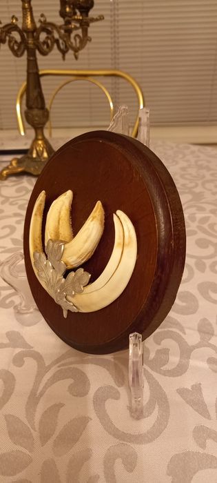 Немски трофеи диво прасе, документ, трофей