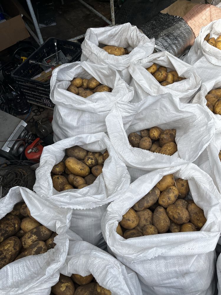 Продам картошку сорт гала