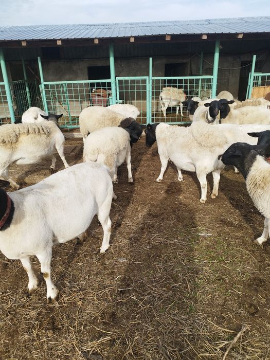 Vând 10 oi dorper