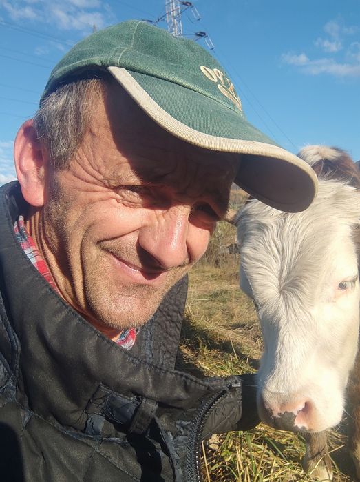 Vaci de vanzare si vitei