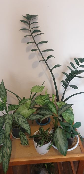 Комнатные цветы  по 2000