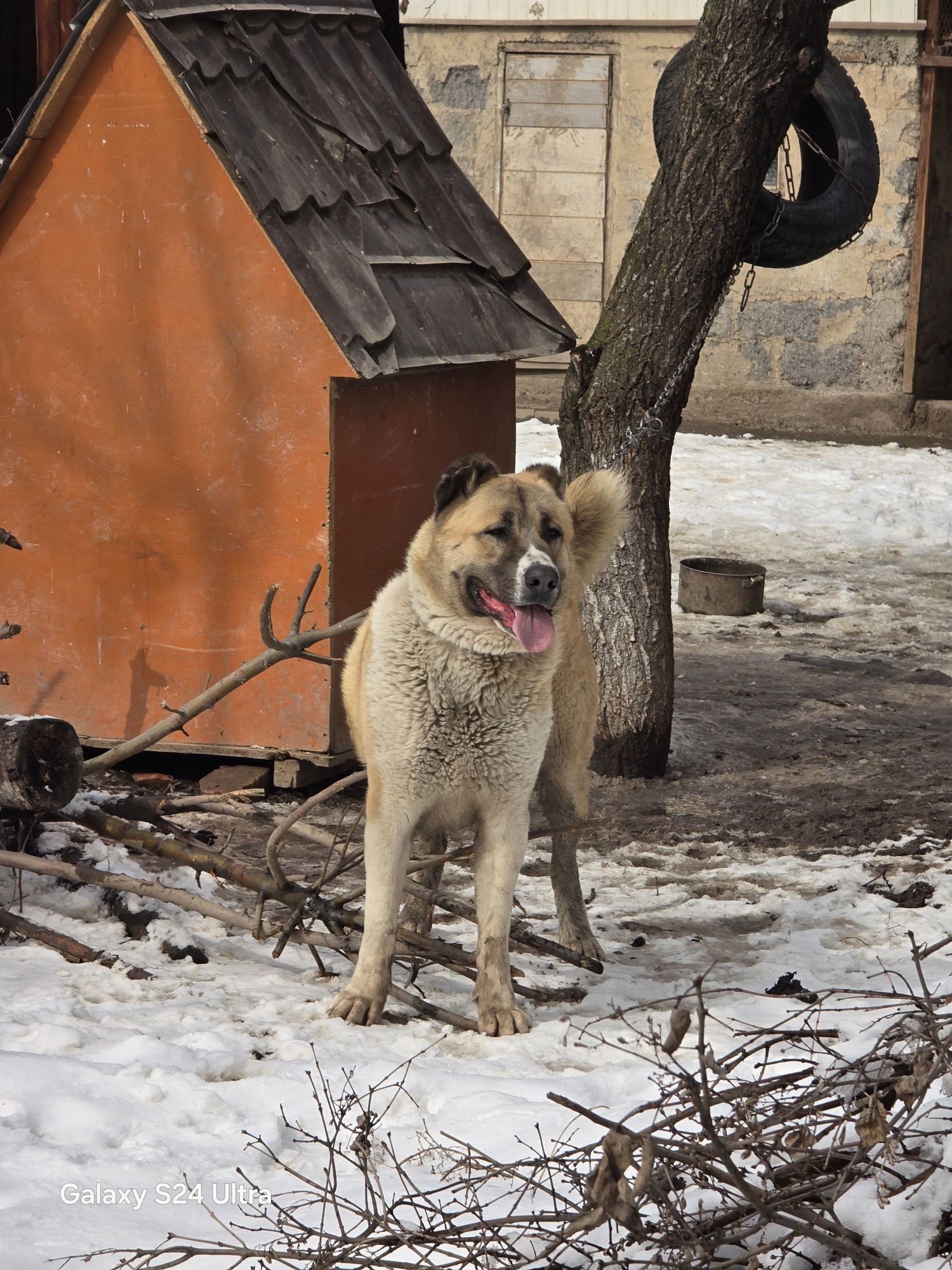 алабай сао вязка