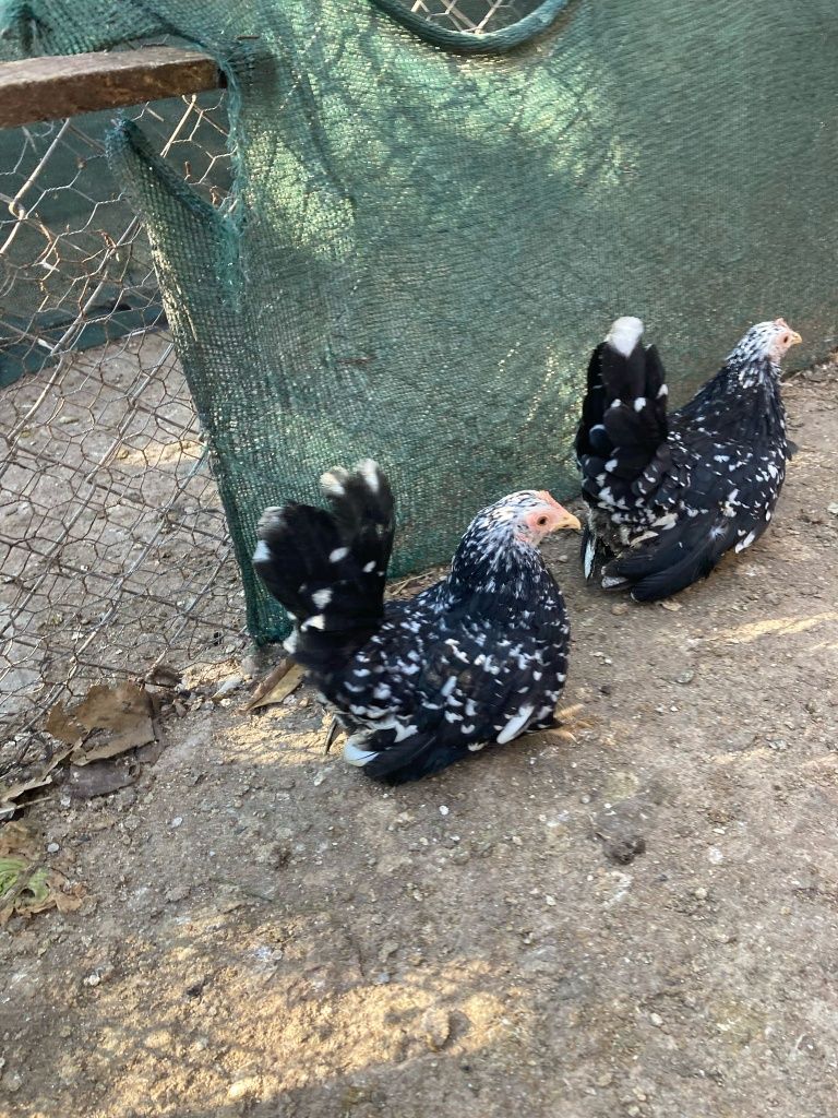 Ouă din păsări chabo bobat pt closcă sau clocitoare de vânzare!