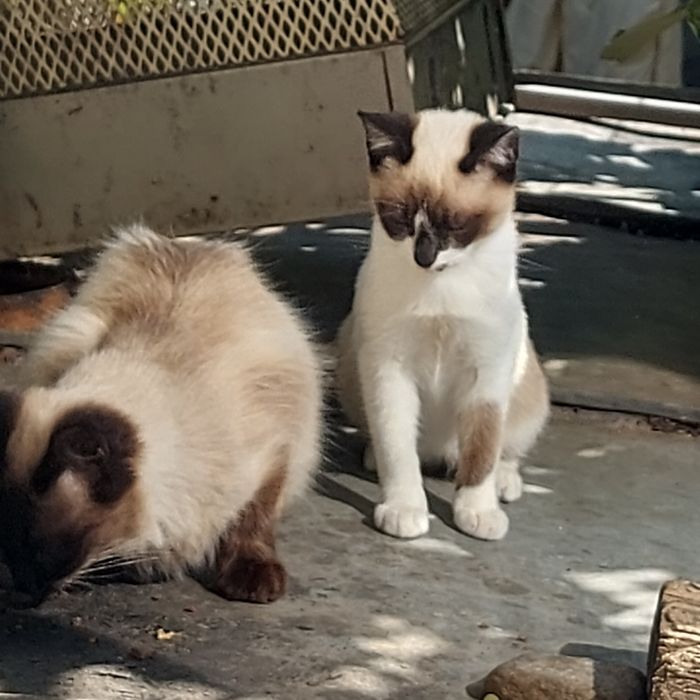 Donez pisicuțe birmaneze