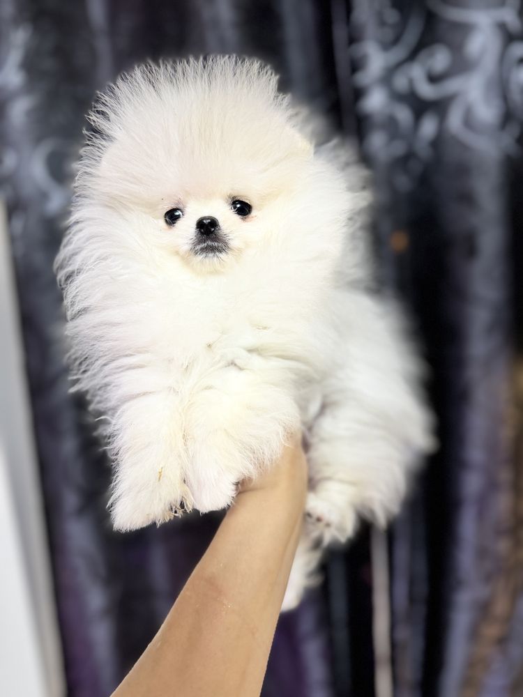 Pomeranian extra extra mic fci pedigree