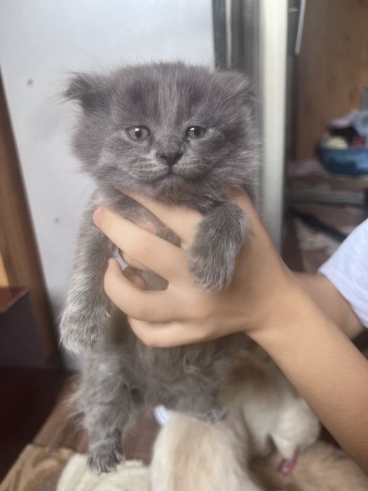 Продаеться котята чистокровной 2 месяца
