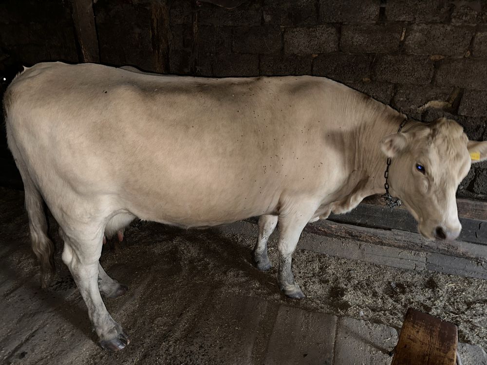 Продам дойных коров