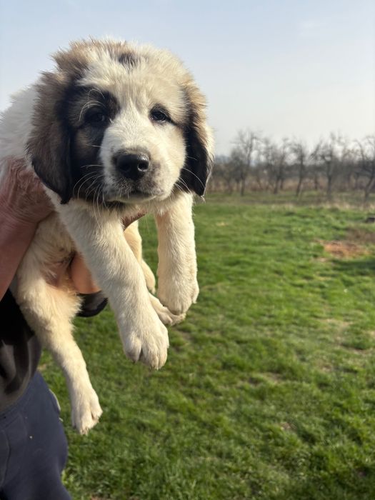 Pui ciobănesc de Bucovina (femelă)