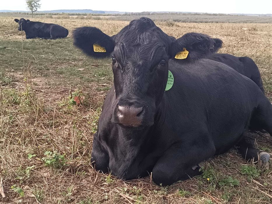 Vaci si vitele Angus