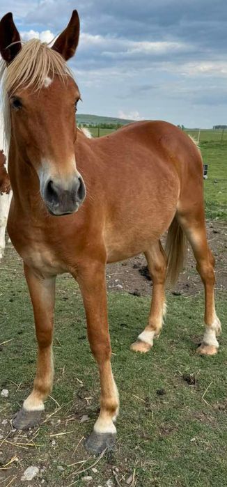 Карета каляска каруца файтон маратон кон кобила пони