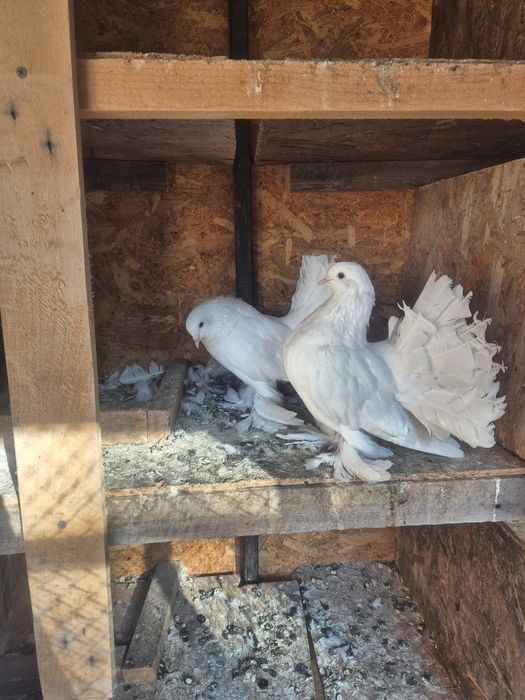 Porumbei albi pentru nunti