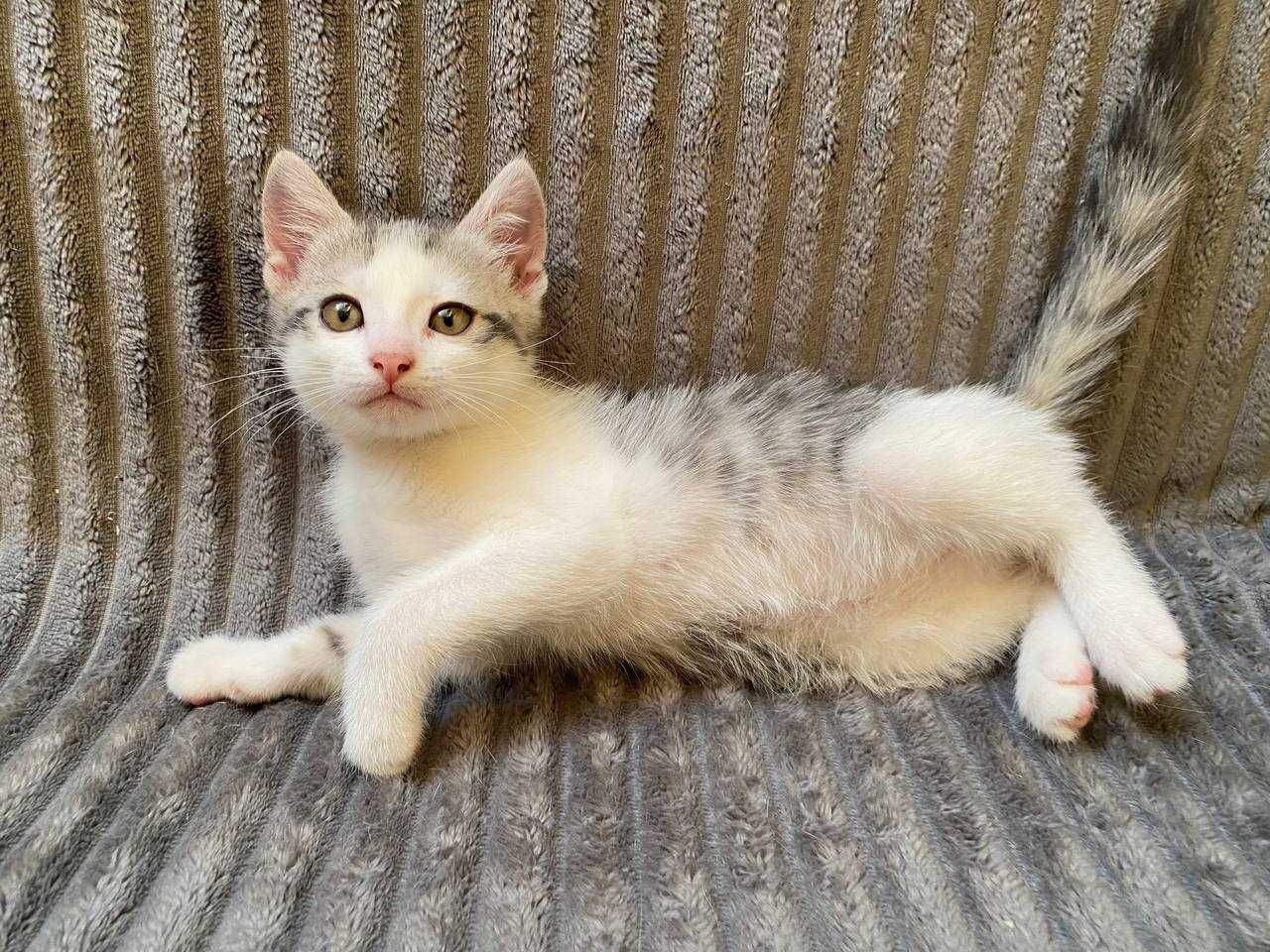 Отдам котенка в добрые руки
