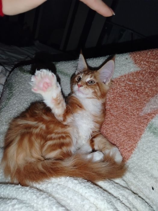 Baietel Maine Coon