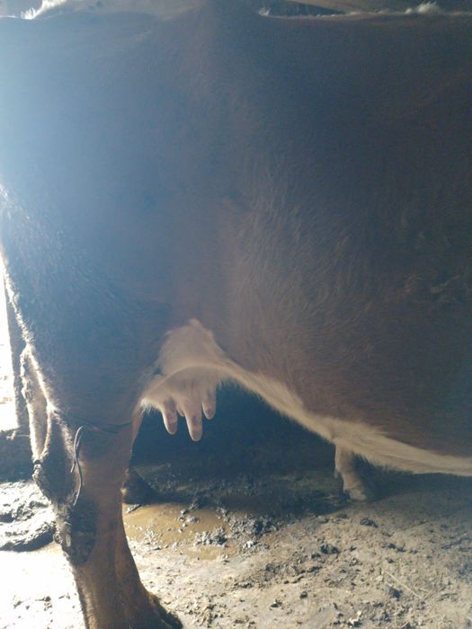 Vind o vaca baltata romaneasca