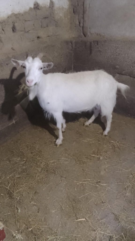 Capră de vânzare