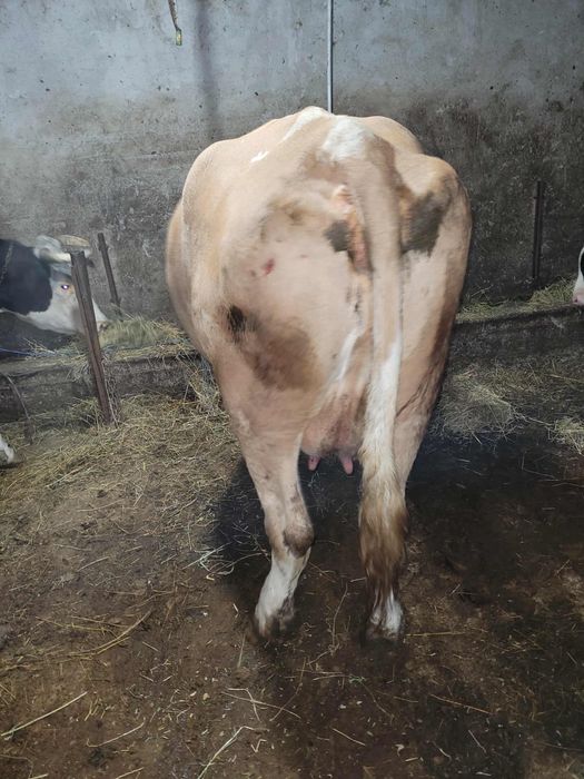 Vând vaca  balțată