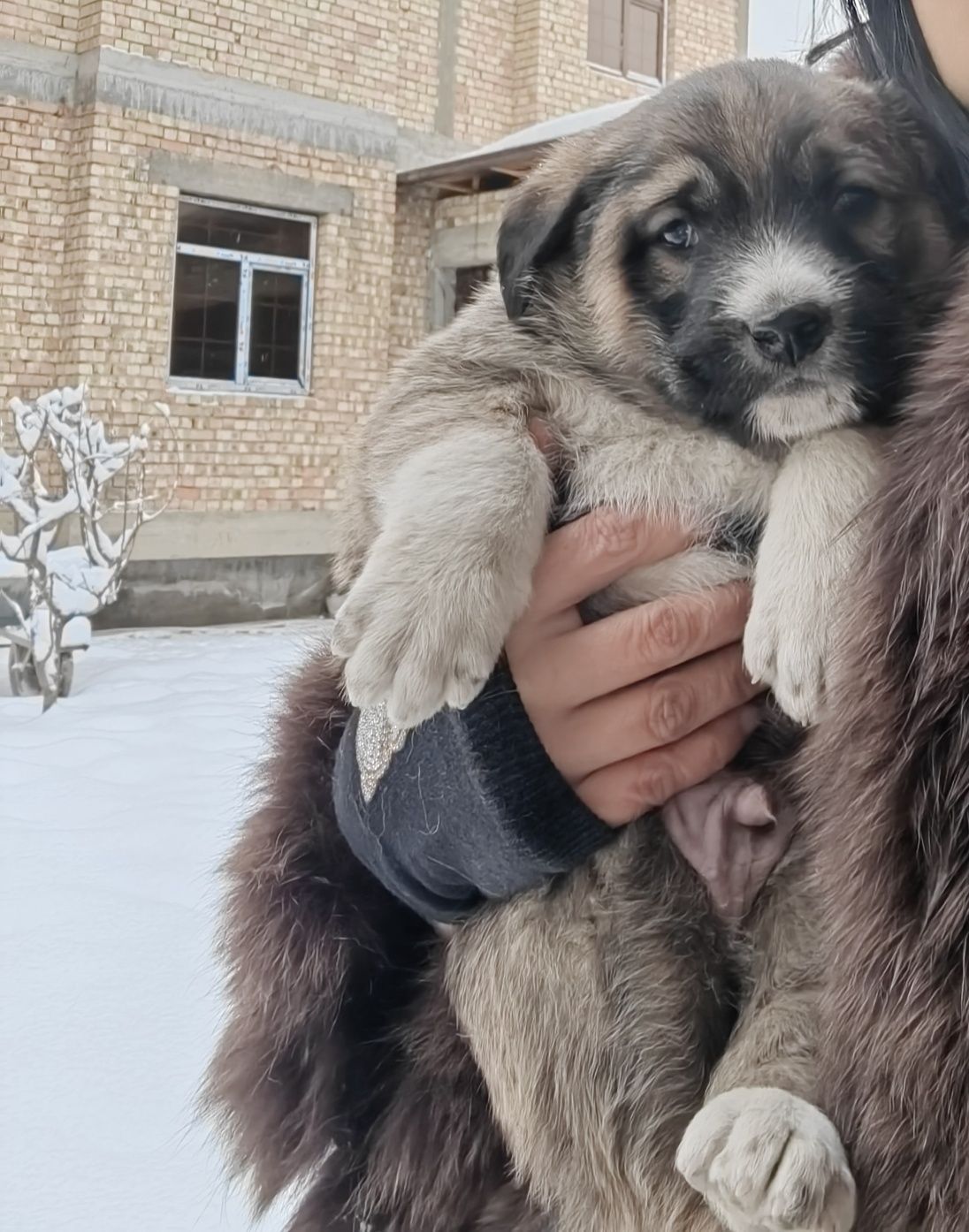 Алабай болалари сотилади 1 ойлик