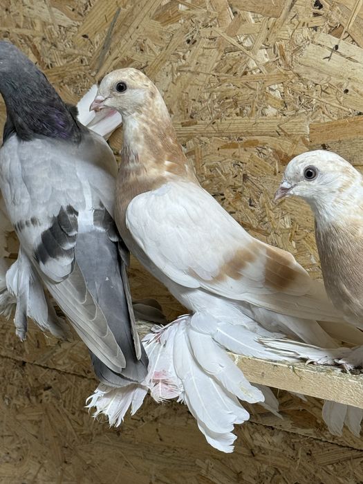 Продам голубей !
