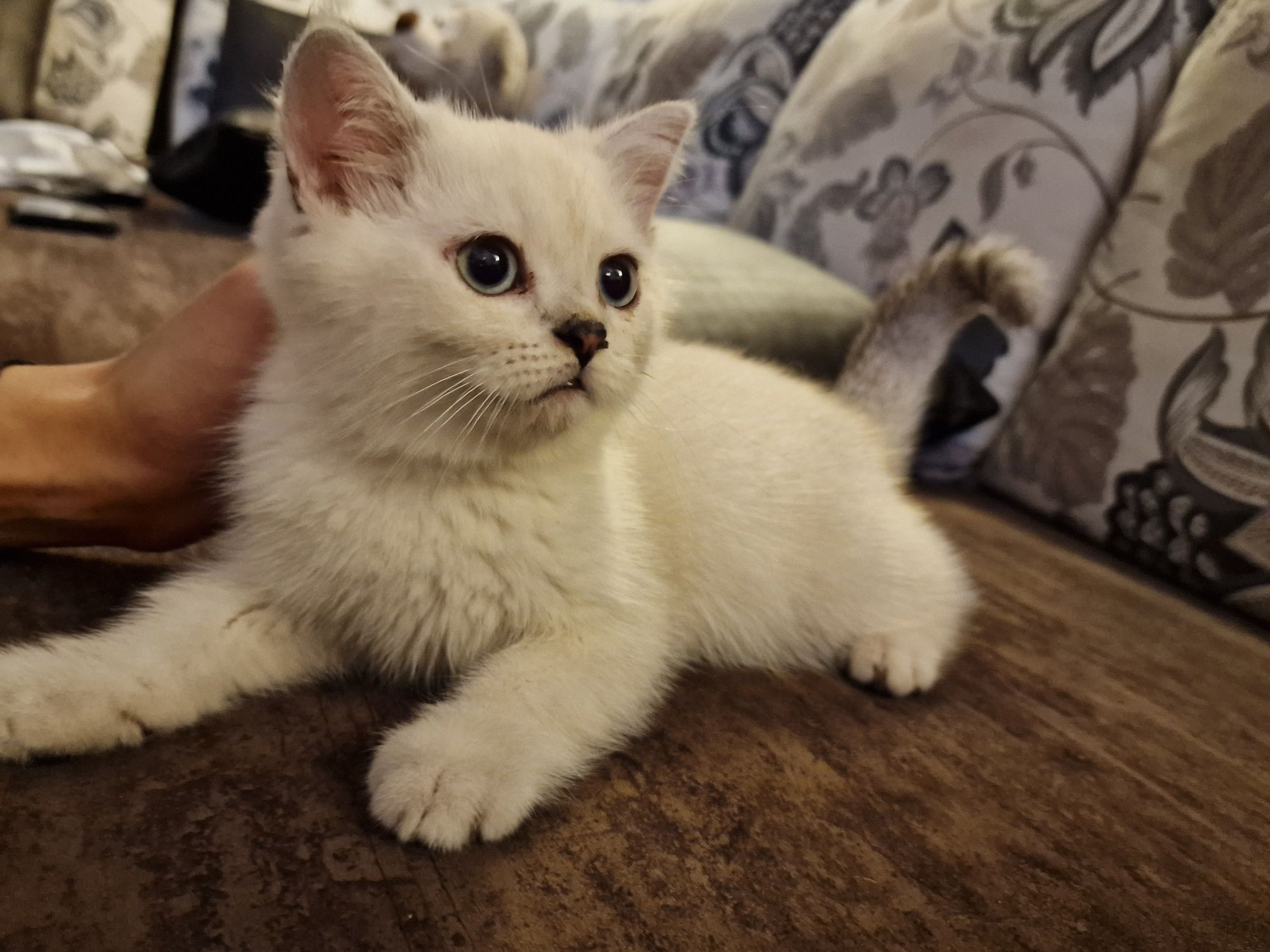 british shorthair chinchila(ns 1133)