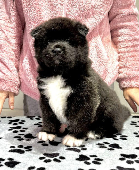 Pui Akita American cu Pedigree