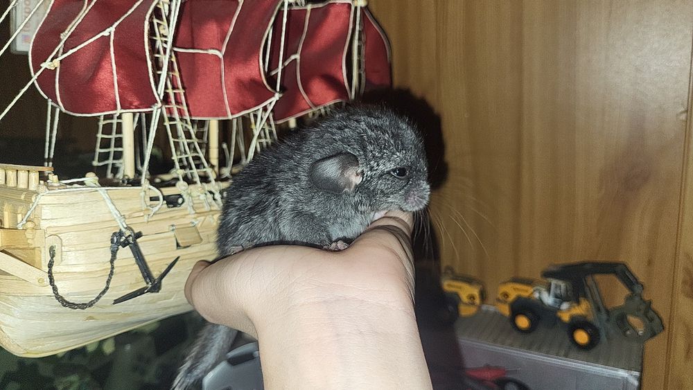 Бронь на малыша шиншиллы