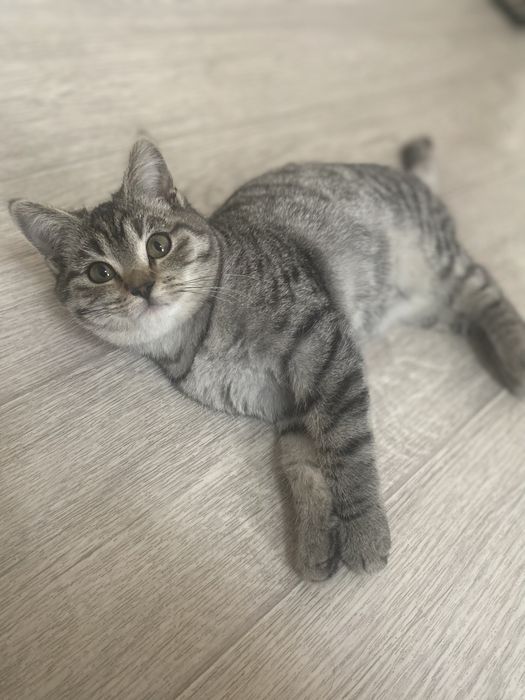 Отдам котенка в добрые руки