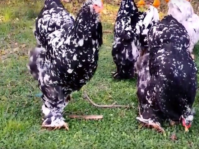 Продаются куры Брама
