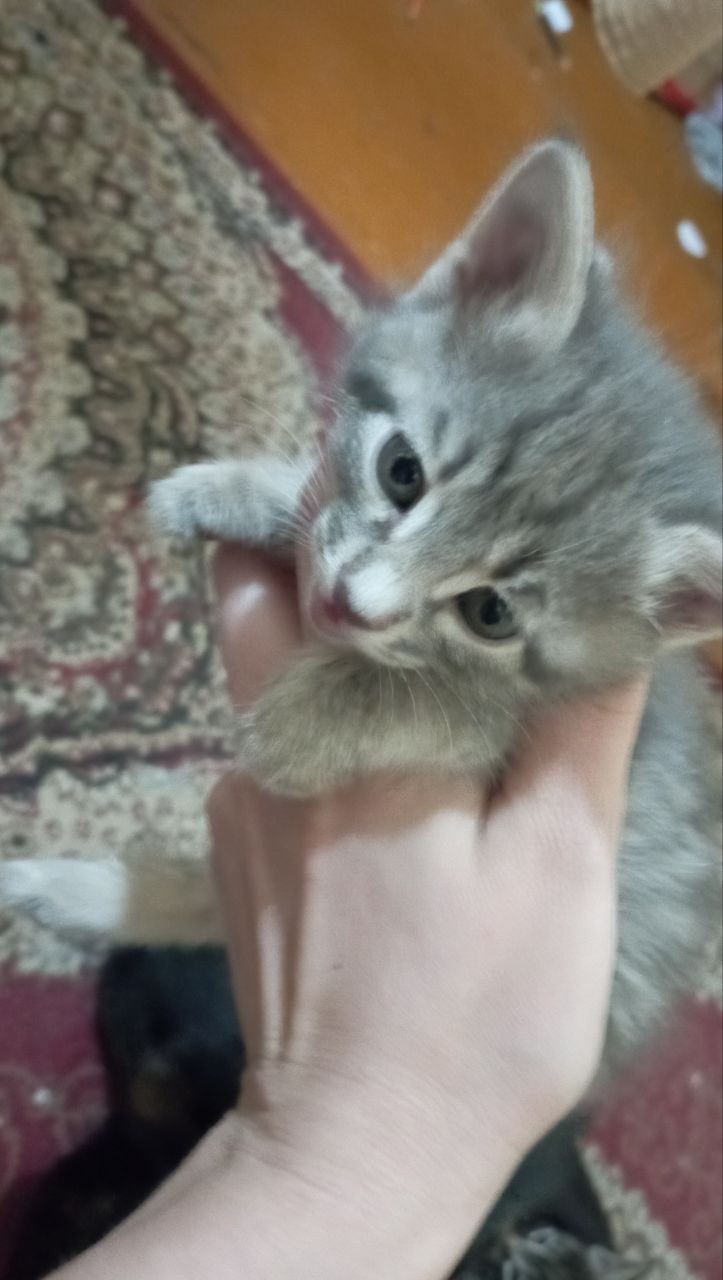 Котята, отдам в хорошие руки