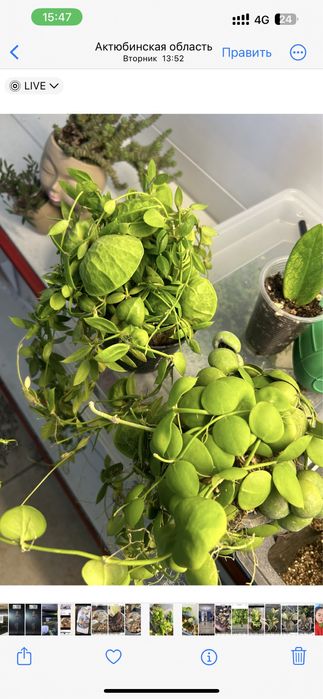 диcхидия xиpcутa Sp.Indonesia