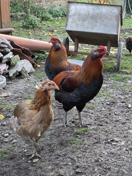 Cocoș araucana tineret