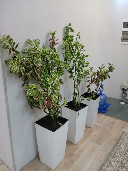 Комнатный цветок. Офисные растения, цветы. Педилантус.