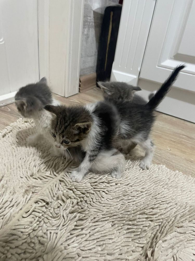 Отдам котят бесплатно