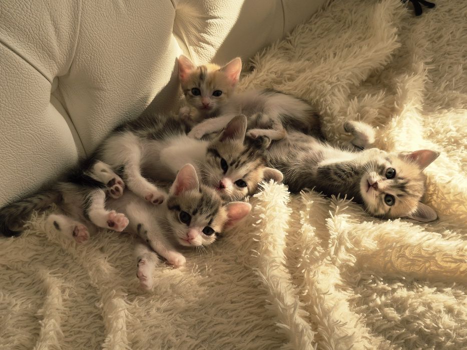 Очаровательные котята