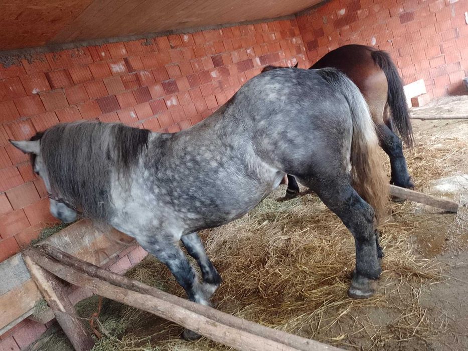 Iapa de 4 ani de vnzare