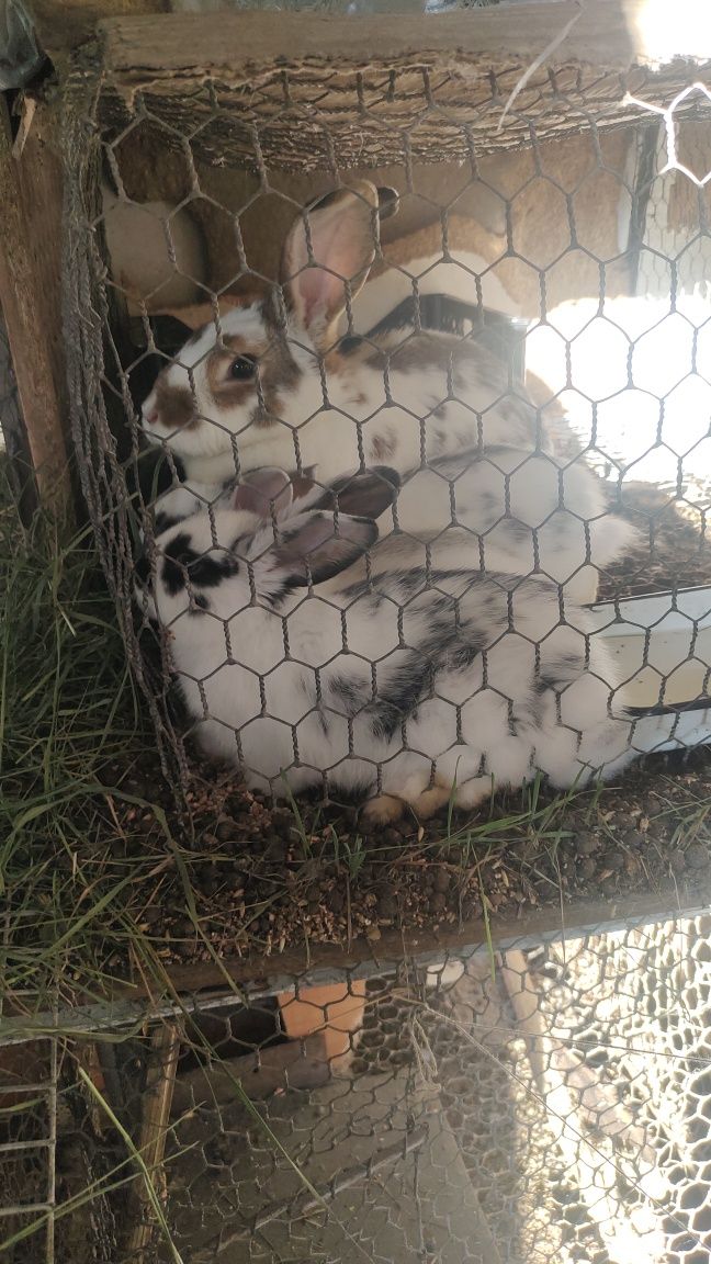 Продам крольчат два месяца.