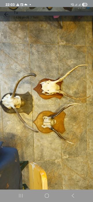 Vand perechi cerb carpatin+trofeu+coarne razlete.Vezi 8 poze atasate