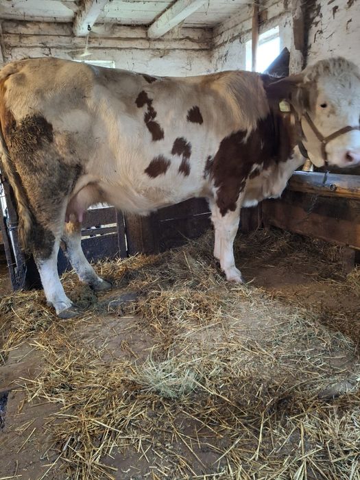 Vacă de vânzare  cu vițel