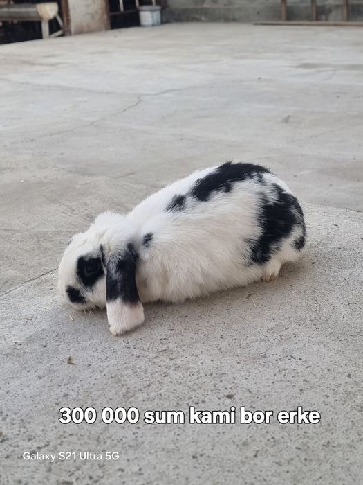 Hammasi parodali