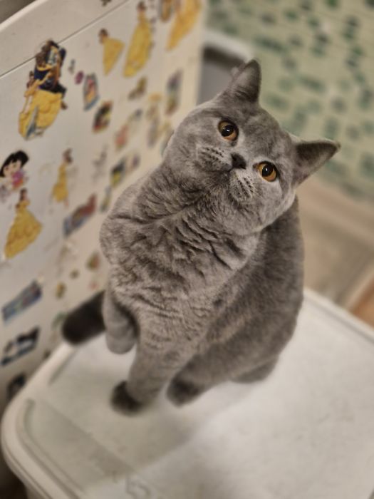 Британская кошечка в добрые руки