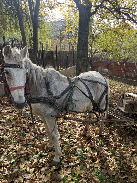 Cal de vanzare de padure sau pentru un om batran