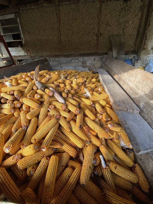 Vand porumb stiulete