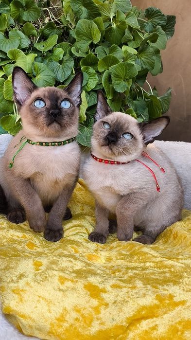 Экзотические котята-  БУРМЫ