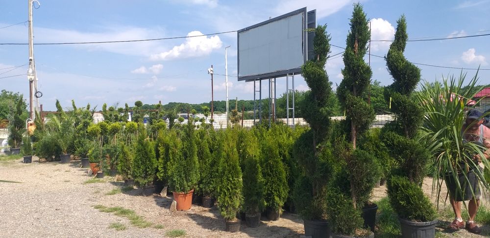 Brazi pentru evenimente si plante