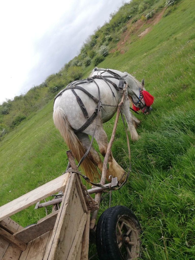 Hărmăsar 6 ani cu acte în regulă