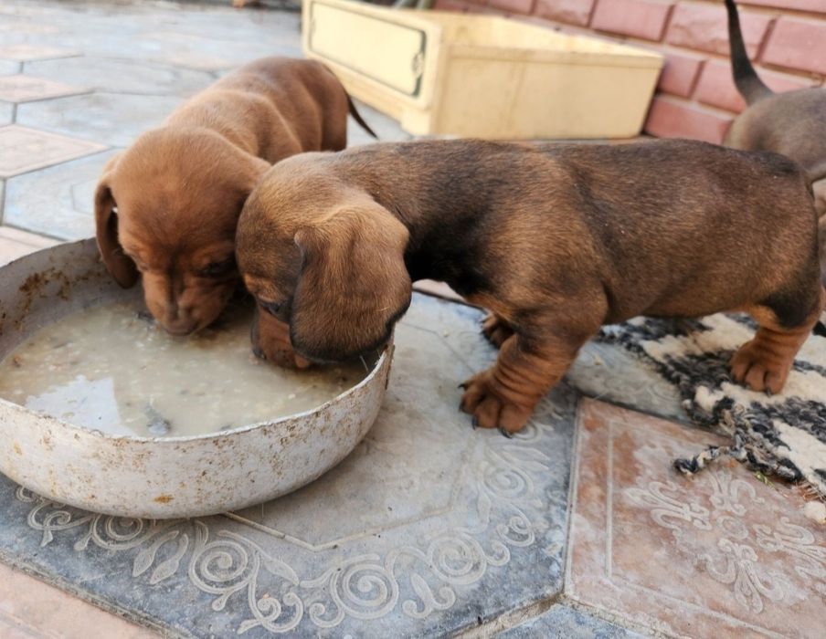 Недорого шенки такса