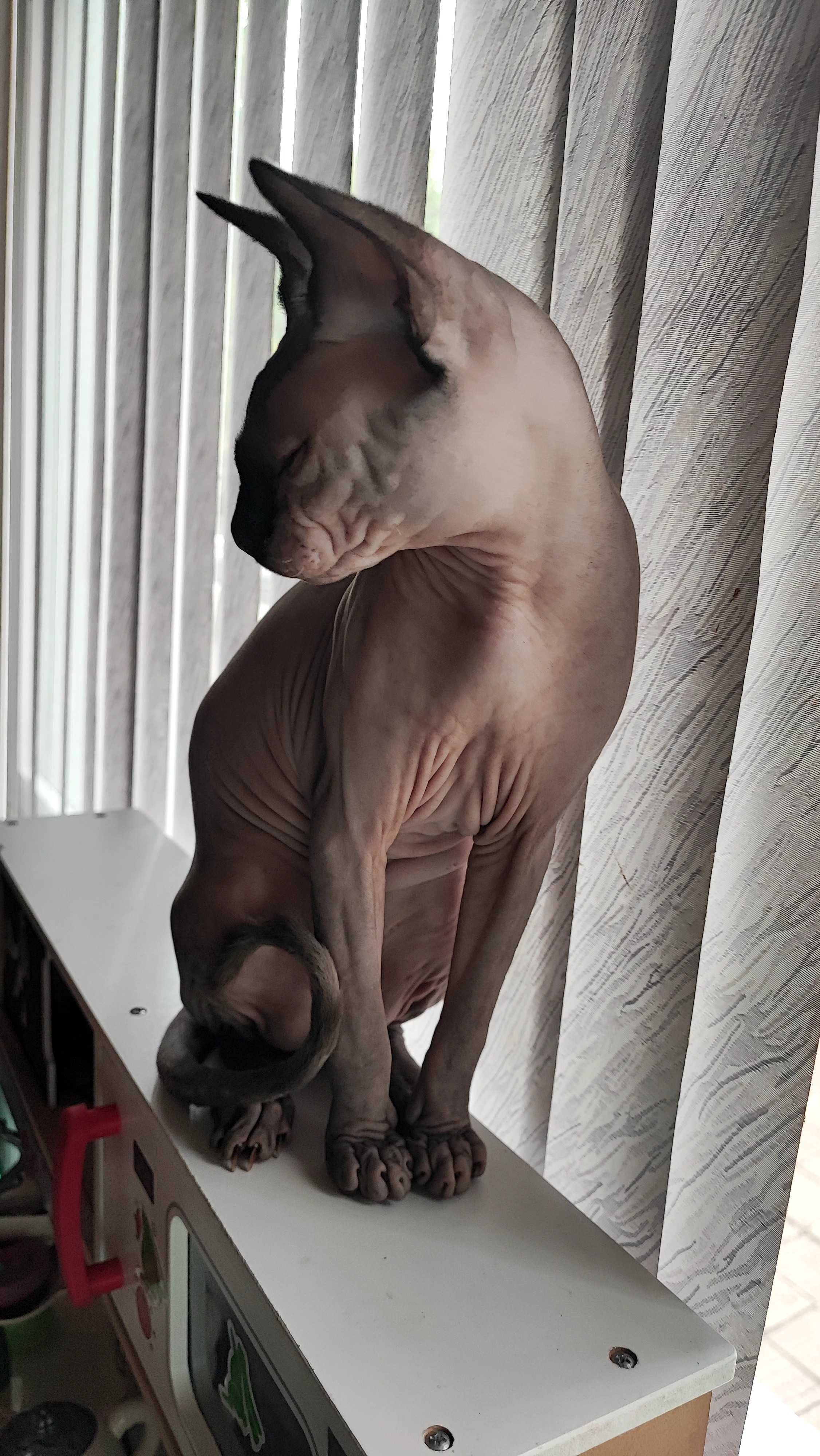 Коте канадски сфинкс