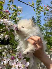 Pomeranian de vânzare